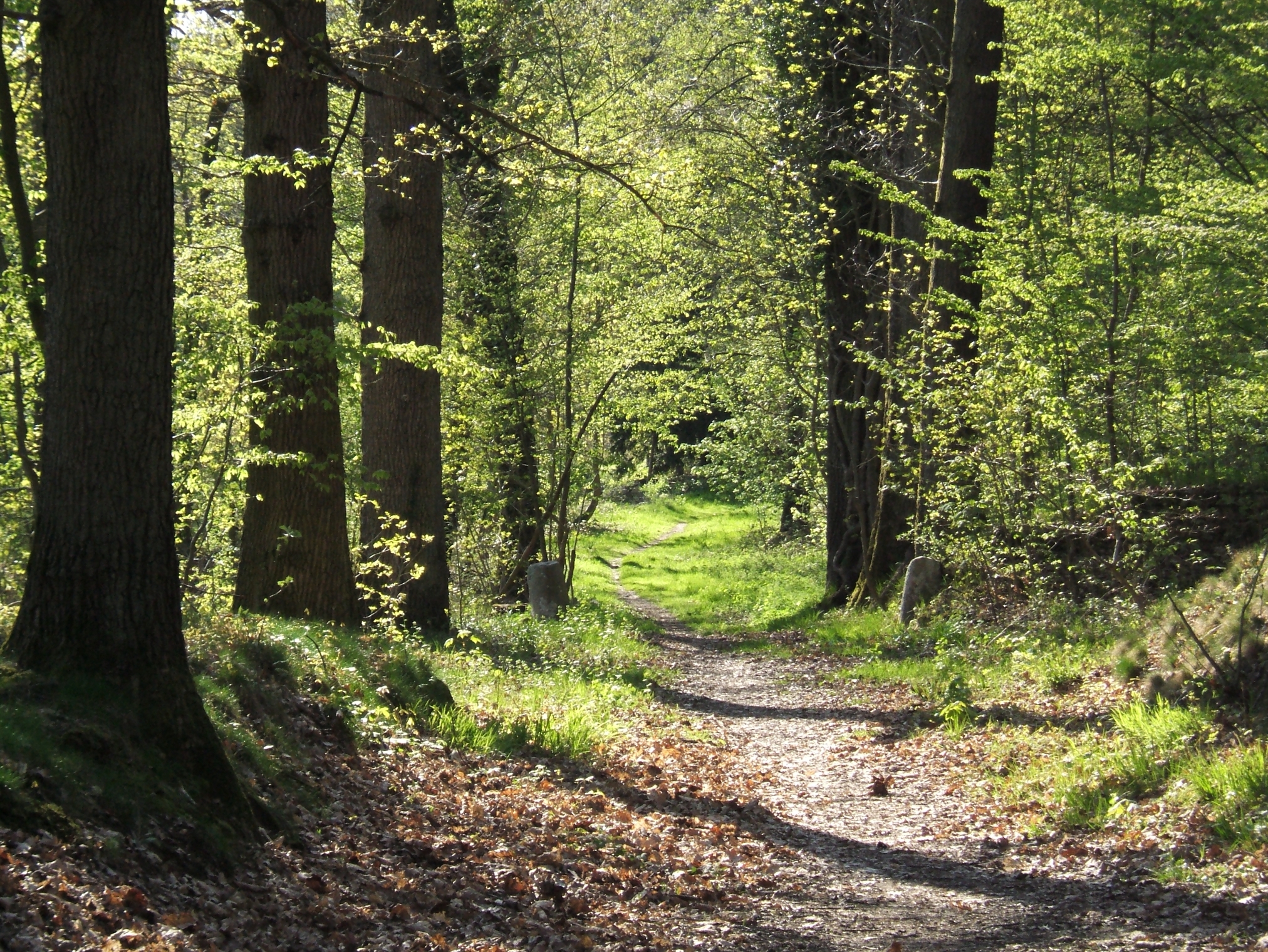 Chemin dans une forêt des Yvelines, photographie de juin 2006 utilisée comme illustration