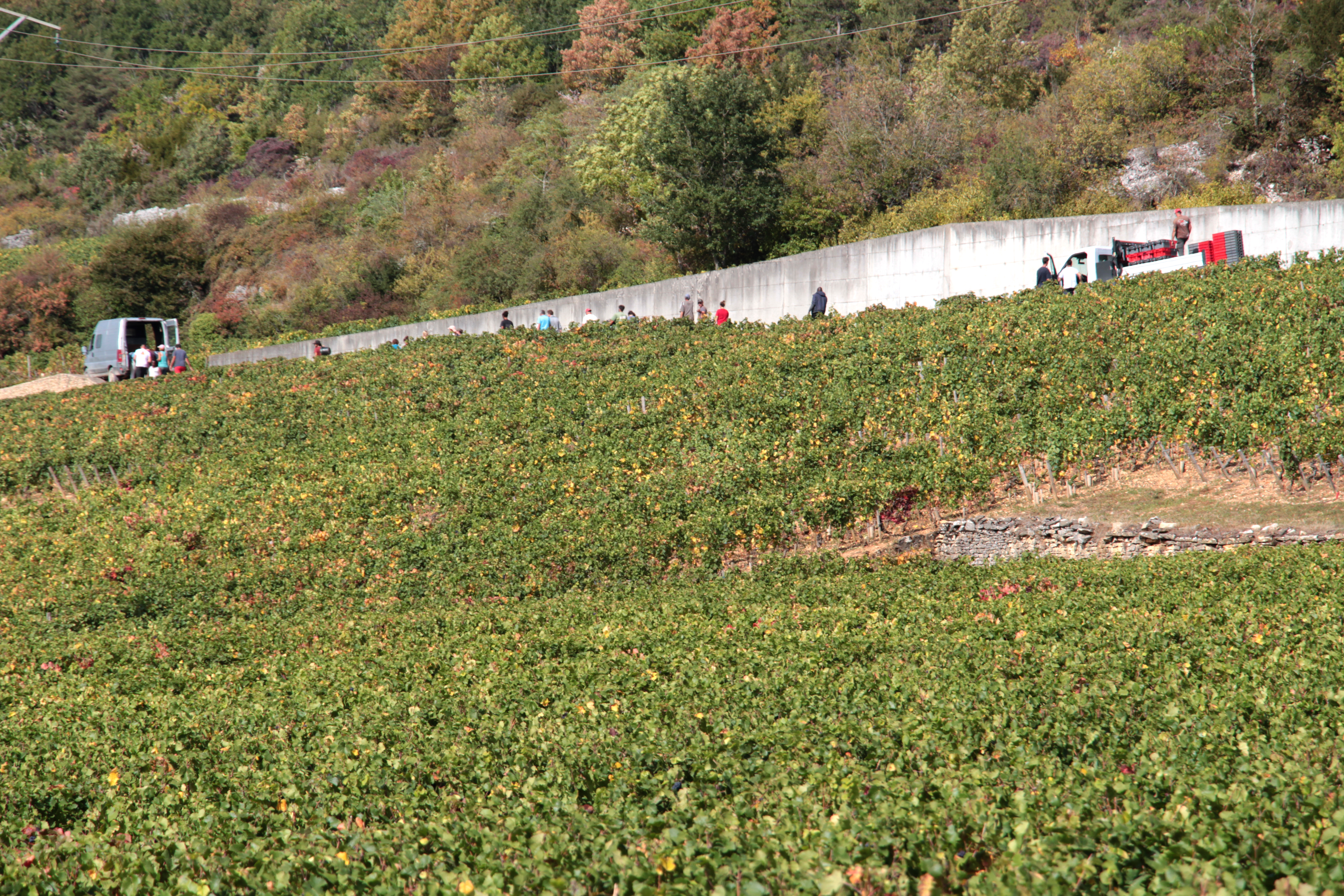 Vendangeurs à Nuits-Saint-Georges le 22 septembre 2019, archive du travail agricole, pas la réunion de Matignon de 2026